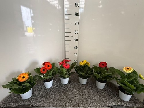 Pianta gerbera vaso - 12, –