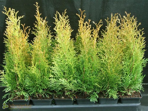 Thuja pianta siepe smeraldo - da,