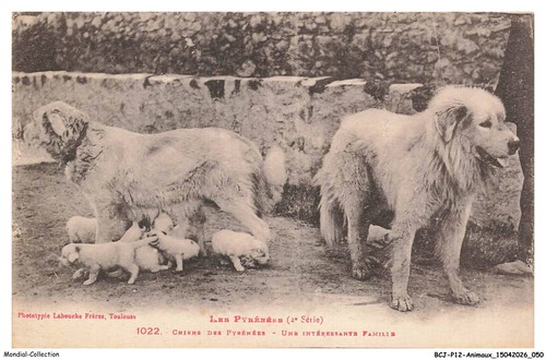 Bcjp12 0767 animaux - bcjp12-0767-animaux, animali