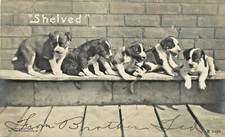 1905 Rotograph Dog RPPC