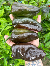 10 semi di peperoncino Ancho