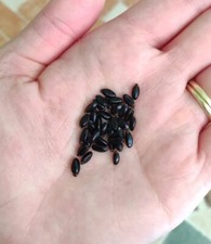 BOSSO COMUNE - BUXUS SEMPERVIRENS, 30 SEMI - Raccolta 2022