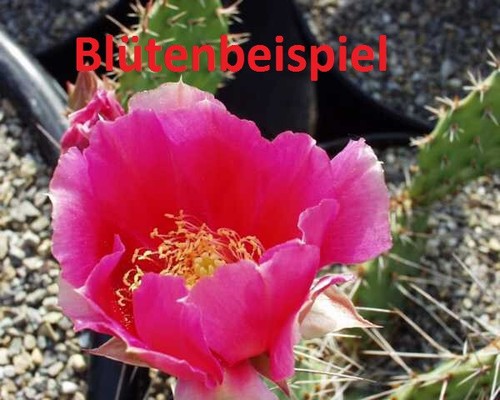 Opuntia tortispina albuquerque - tortispina,