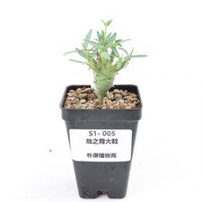 Vaso 6,5 cm raro euforbia