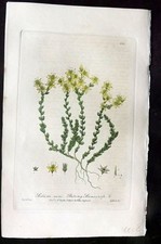 Stampa botanica baxter 1840 - baxter,
