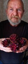 Echeveria romeo super - echeveria,