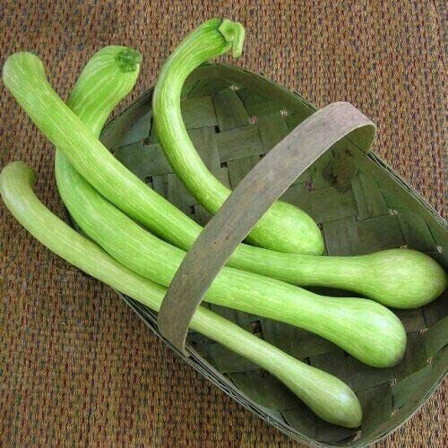 Semi zucca trombetta - zucca,