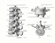Stampa antica ANATOMIA