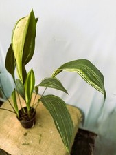 Aspidistra elatior Variegata  EXACT PLANT 22.9.7