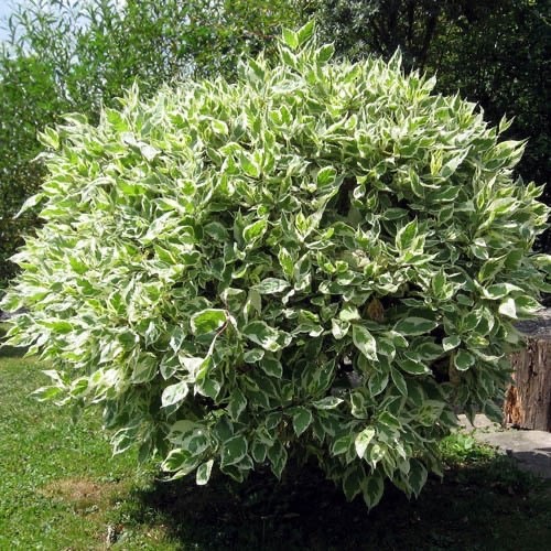 Ficus benjamina weeping fig - weeping,