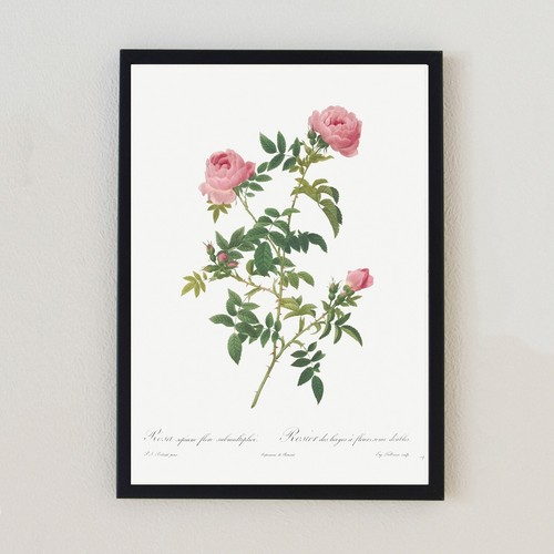 Rose vintage illustrazione