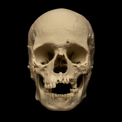 Human skull replica life - skull,