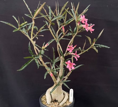 Rara pianta cactus adenium - pianta,