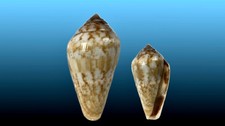 Conidae, Conus aemulus, Luanda, Angola, 32,2 mm, VERY NICE, OLD COLL.