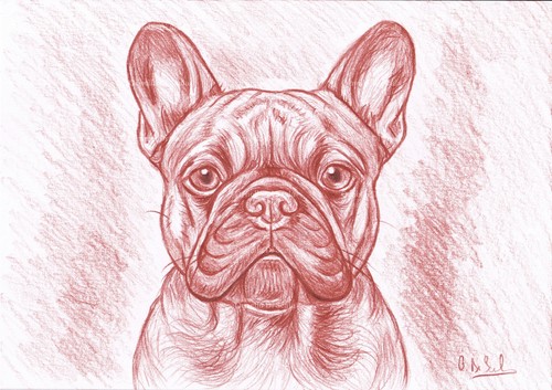 Ritratto bulldog francese - bulldog, a