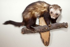 Bellissimo Iltis con