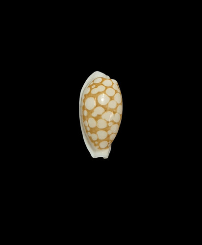 Conchiglia shell cypraea - conchiglia,