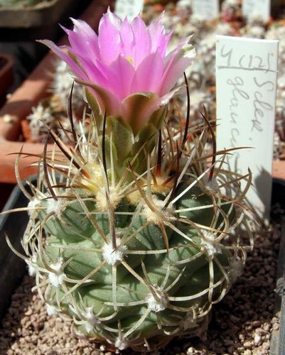 Sclerocactus glaucus sb1740 - sclerocactus,