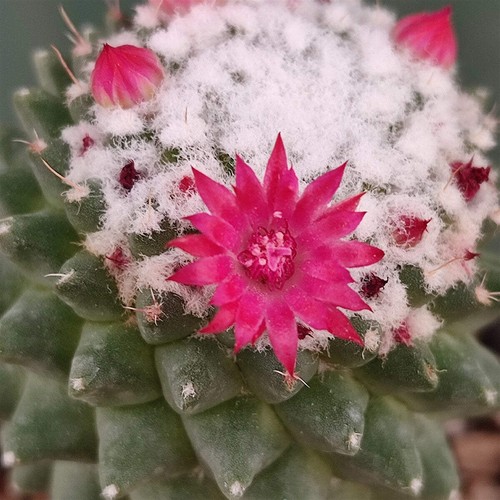 Mammillaria polythele - ,