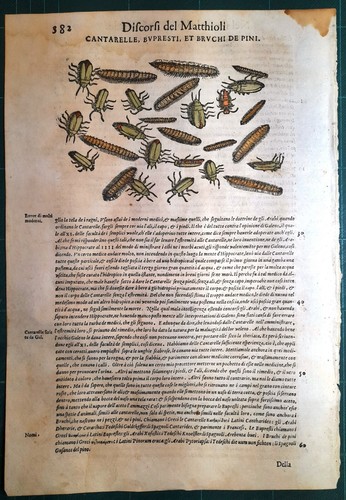 Stampa antica mattioli - antica,