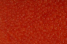 500g (1Kg/196€) Caviale di