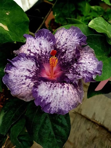 Sale146 ibisco viola - sale146, viola-bianco