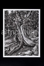 SEBASTIAO SALGADO - GENESIS -