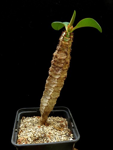 Euphorbia spec aff - euphorbia, spec.aff