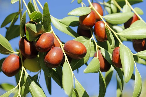 Giuggiolo ziziphus jujuba - giuggiolo, "ziziphus
