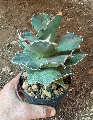 Agave titanota pianta da - agave,