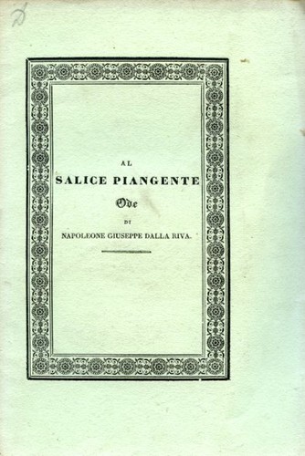 Salice piangente ode - salice,