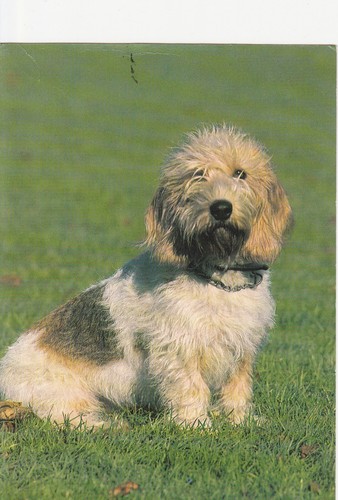 Cartolina basset griffon - cartolina,