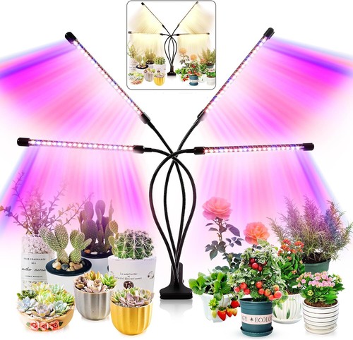 Luce crescita per - luce, da