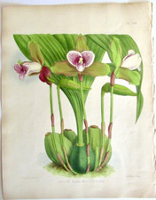 LYCASTE PLANA 1883 HAND