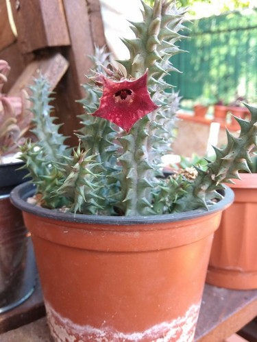 Talea huernia macrocarpa - talea,