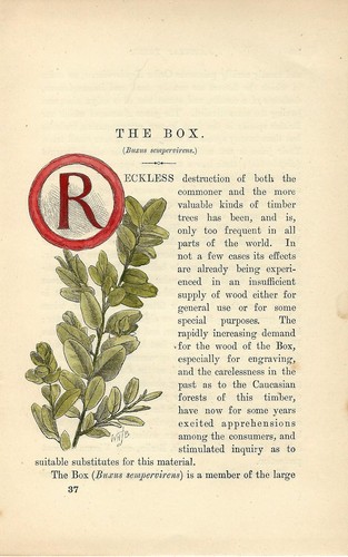 Stampa antica capolettera e - antica,