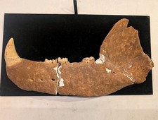 Orso delle caverne mascella