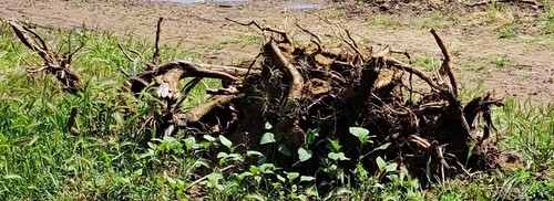 Radice legno naturale - in,