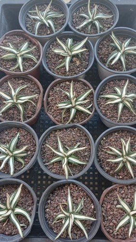 9cm 1pcs rare cacti - 9cm, vr