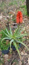 Aloe Arborescens,Curativa, 6