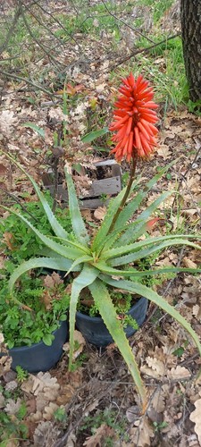 Aloe arborescens curativa - aloe, 6