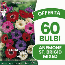 OFFERTA 60 BULBI ANEMONE