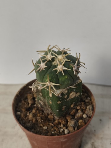 Echinocactus horizontalonius - echinocactus,