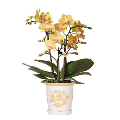 Orchidea phalaenopsis lima - phalaenopsis,