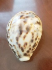 Cypraea tigris pardalis 74mm - ,