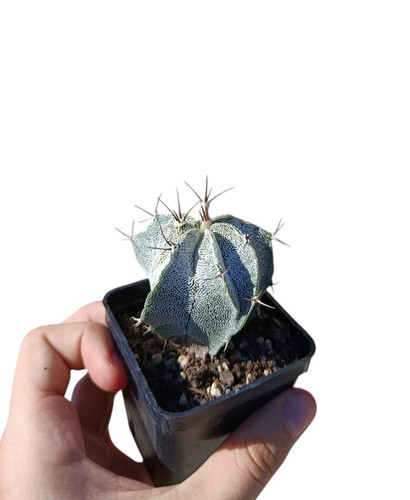 Astrophytum myriostigma onzuka - astrophytum,