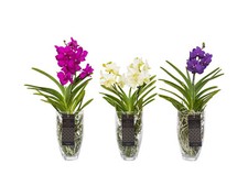 Orchidea vanda xxl - orchidea, cm
