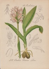 Scimmia-Ragazzo (Orchis simia) Cromo-Litografia del 1880 Monkey Orchid