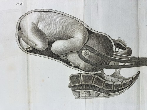 Obstetrica 1807 ginecologo - 1807,