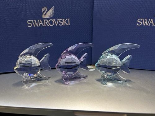 Statuina pesce angelo piccoli
